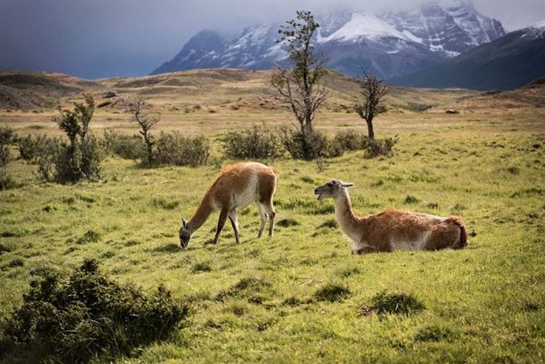 12 most interesting birds and animals in Torres del Paine – and Patagonia