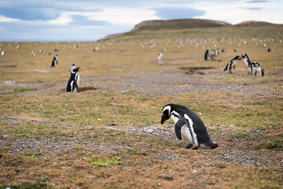 Renting a car and driving in Patagonia: a complete guide penguins 2 Magellanic penguins roaming freely on Isla Magdalena.