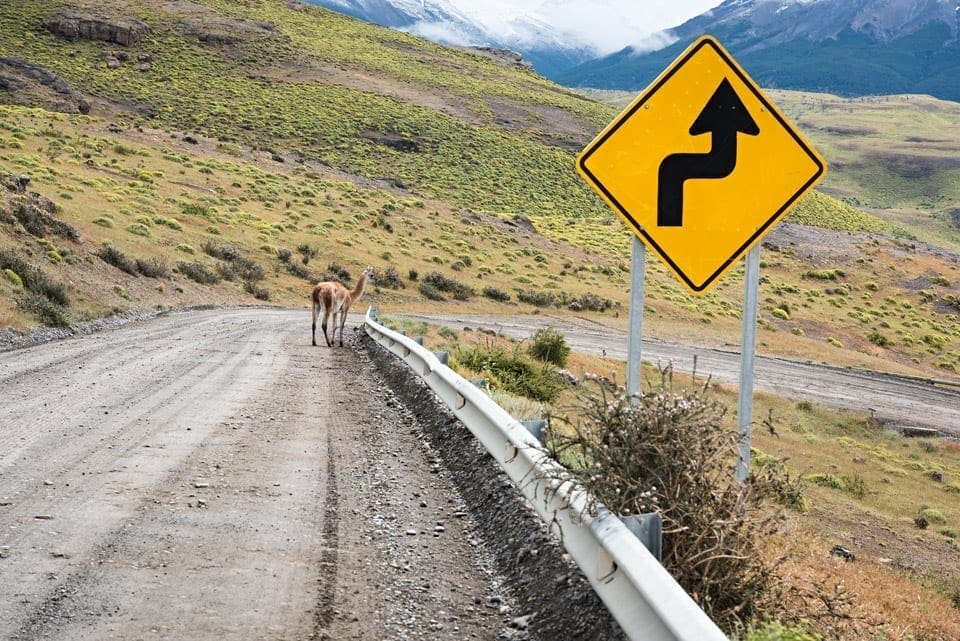 Renting a car and driving in Patagonia: a complete guide driving torres A curvy road in Patagonia with a guanaco