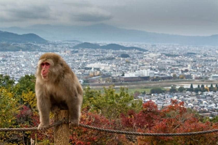 View of Kyoto from Arashiyama Monkey Park, with a macaque in front.