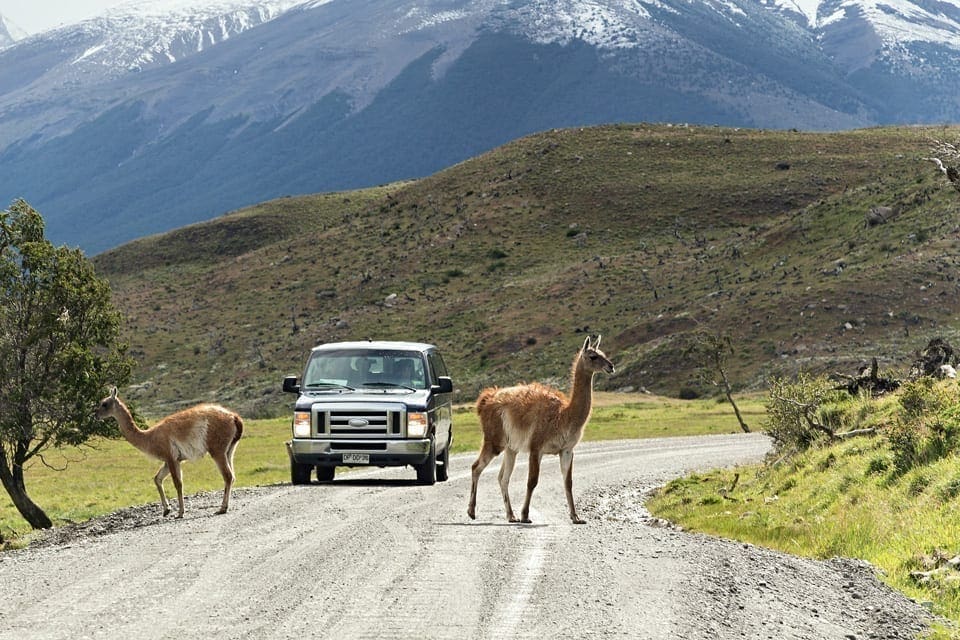 Renting a car and driving in Patagonia: a complete guide torres roads Two guanacos in front of a car on a gravel road in Torres del Paine national park in Patagonia