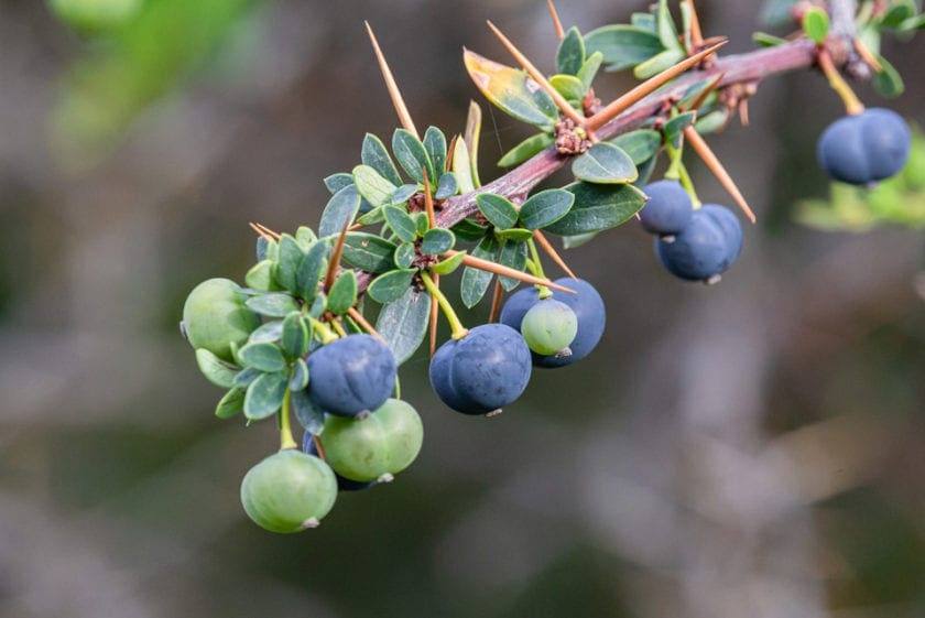 calafate berries are added to a lot of food in Patagonia