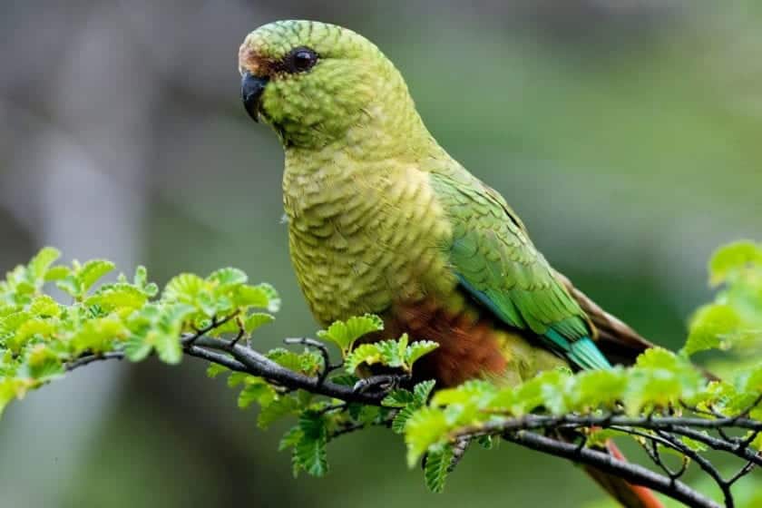 austral parakeet