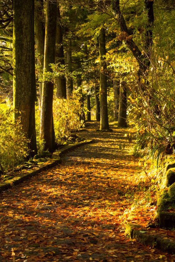 autumny walkway near lake Ashi and many ryokans in Hakone with private onsen